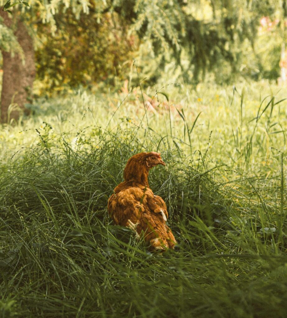 Peaceful scene of a hen in a verdant forest surrounded by grass and trees.