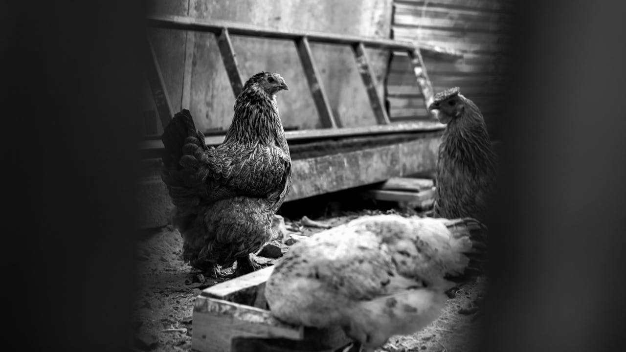 Black and white of big chicken feeding and strolling in wooden hen house