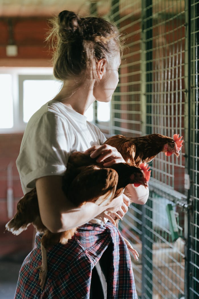 services-01 A woman holding chickens inside a henhouse, showing a domestic farming scene.