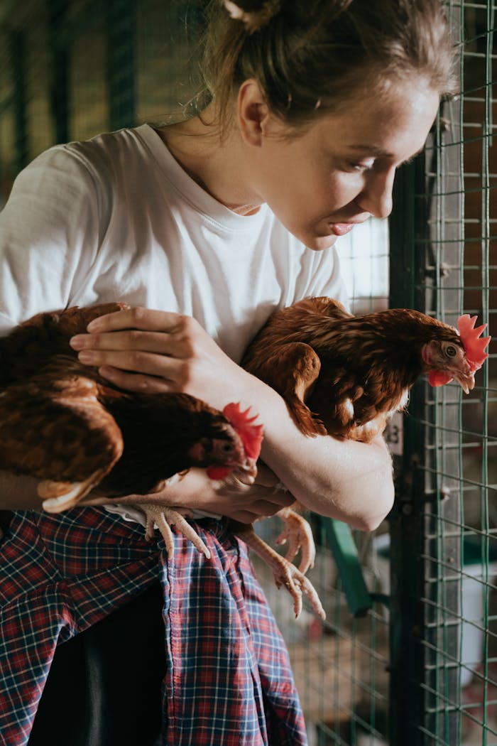 A young woman nurtures chickens in a rustic coop, showcasing farm life.