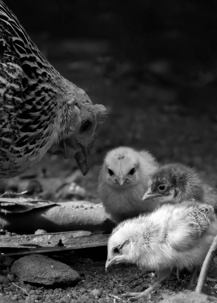 Monochrome photograph of a hen with three chicks on a natural ground setting.