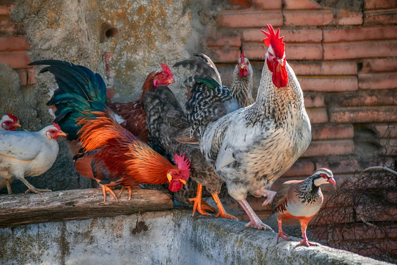 services-02 A colorful assortment of roosters and chickens in a farm setting, showcasing vibrant plumage.