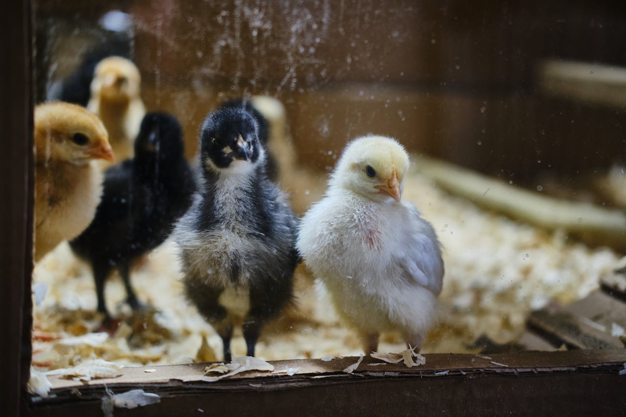 Close-up of cute fluffy chicks inside a brooder cage. Great for farm and animal themes.