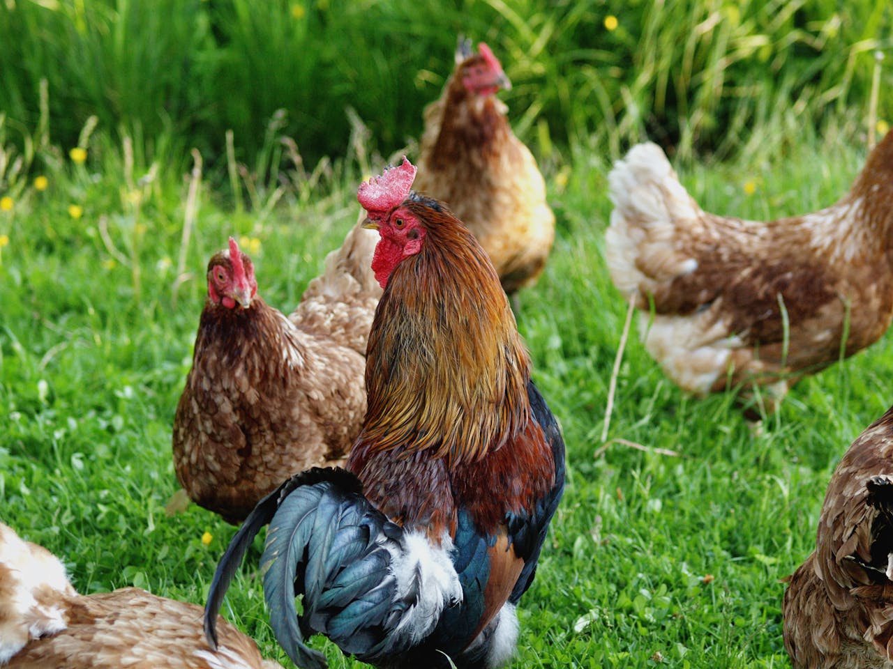 Close-up of free range chickens roaming in a lush green pasture outdoors.