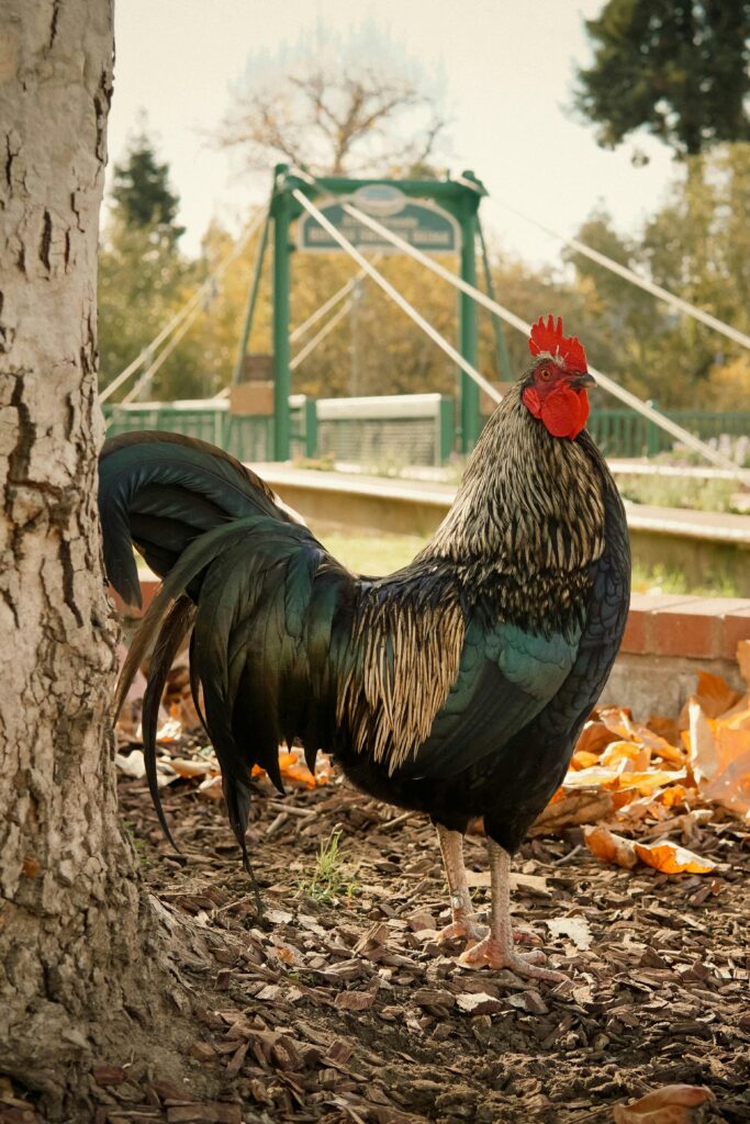 Colorful rooster standing by a tree near a rustic bridge during autumn.